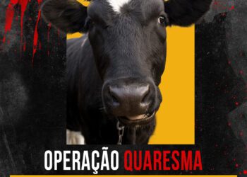 Operação Quaresma contra os maus-tratos de animais começa em Santa Catarina