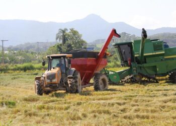 Itajaí deve colher mais de 16 mil toneladas de arroz na safra 2022/2023
