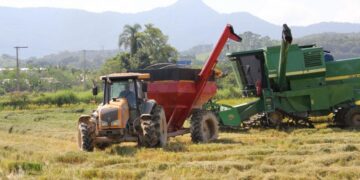 Itajaí deve colher mais de 16 mil toneladas de arroz na safra 2022/2023