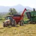 Itajaí deve colher mais de 16 mil toneladas de arroz na safra 2022/2023