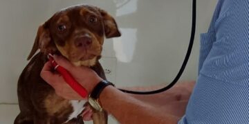 FUCAM realiza atendimento veterinário de segunda à sexta-feira no período matutino, em Camboriú