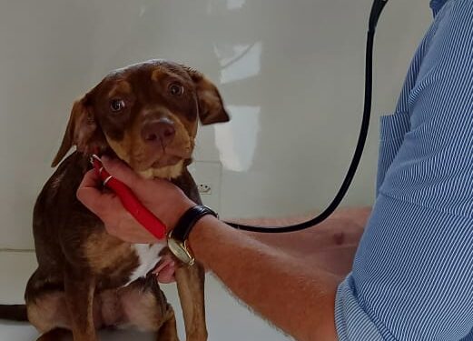 FUCAM realiza atendimento veterinário de segunda à sexta-feira no período matutino, em Camboriú