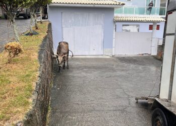 Homens são flagrados em farra do boi