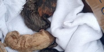 Guarda Municipal de Itajaí resgata filhotes de gato abandonados