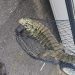 Lagarto é capturado no Bairro Cordeiros, de Itajaí, pela Guarda Municipal Amciental da cidade