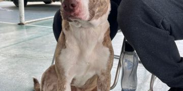 FUCAM atende mais de 80 animais no mutirão de castração no Santa Regina