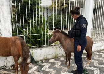 Pôneis perdidos no Centro de Itajaí são resgatados pela Guarda Municipal Ambiental