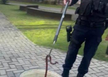Cobra coral é encontrada em Condomínio dos Espinheiros, Itajaí