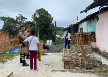 Senhora de 65 anos é presa em flagrante após arremessar e matar gato contra uma parede
