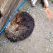 Cachorrinha doente é resgatada pela Guarda Municipal Ambiental de Itajaí