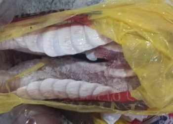 Tráfico, porte de arma com numeração suprimida e crimes contra a fauna silvestre em Itapema