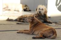 UAPA promove feiras de adoção de animais neste final de semana