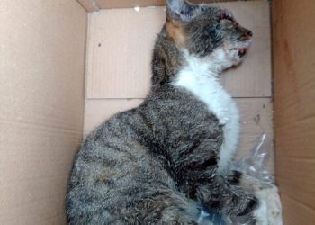 Delegacia de Proteção a Animais Domésticos indicia homem por maus-tratos contra gato, o que resultou na morte do animal, na Capital