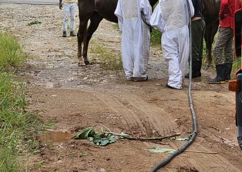 Enxame de abelhas ataca moradores e animais em Camboriú
