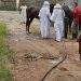 Enxame de abelhas ataca moradores e animais em Camboriú