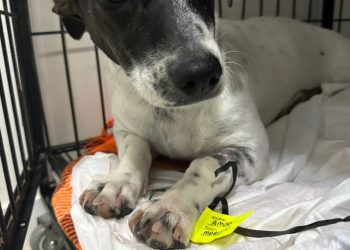 Ainda há vagas para castração de cães e gatos