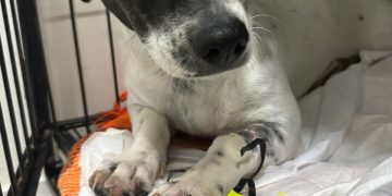 Ainda há vagas para castração de cães e gatos