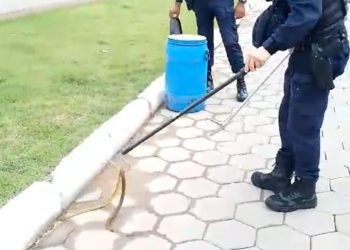 Guarda Municipal de Itajaí resgata cobra em Itajaí