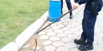 Guarda Municipal de Itajaí resgata cobra em Itajaí