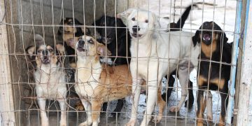 Cadastro para castração gratuita de animais passa a ser digital em Itajaí