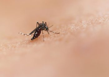 Navegantes registra primeiro óbito por dengue