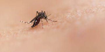 Navegantes registra primeiro óbito por dengue