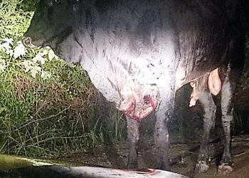 Os moradores da praia do Pinho, em Balneário Camboriú ouviram barulhos estranhos na noite desta segunda-feira e acionaram a Policia Militar.
