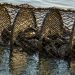 Bombinhas e Florianópolis têm áreas de cultivo de moluscos interditadas temporariamente