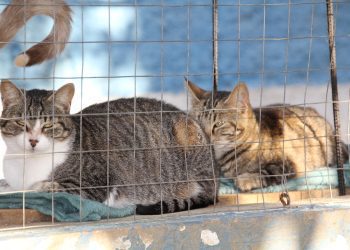 UAPA promove feira de adoção de animais neste sábado (11) na Fazenda