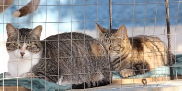 UAPA promove feira de adoção de animais neste sábado (11) na Fazenda