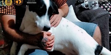 Polícia Civil de Santa Catarina Efetua Prisões em Caso de Envenenamento de Animal Doméstico