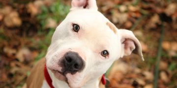 Dono de pit bull solto na rua é preso após o animal atacar uma criança de três anos em Navegantes