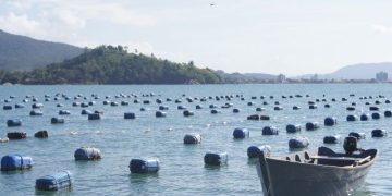 Estado libera linha de financiamento emergencial para maricultores afetados pela maré vermelha
