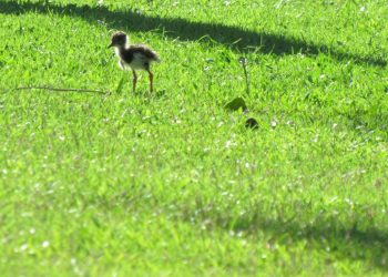 Parque Raimundo Malta é berçário de aves na primavera