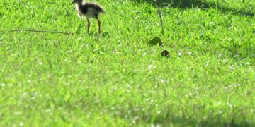 Parque Raimundo Malta é berçário de aves na primavera