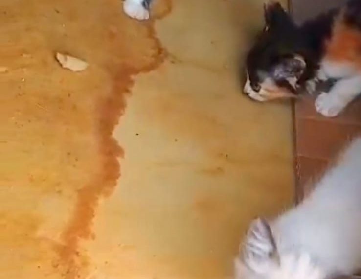 Guarda Ambiental resgata filhotes de gatos abandonados