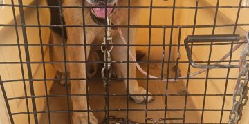Cachorro abandonado é resgatado pela guarda municipal