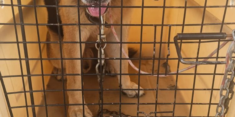 Cachorro abandonado é resgatado pela guarda municipal